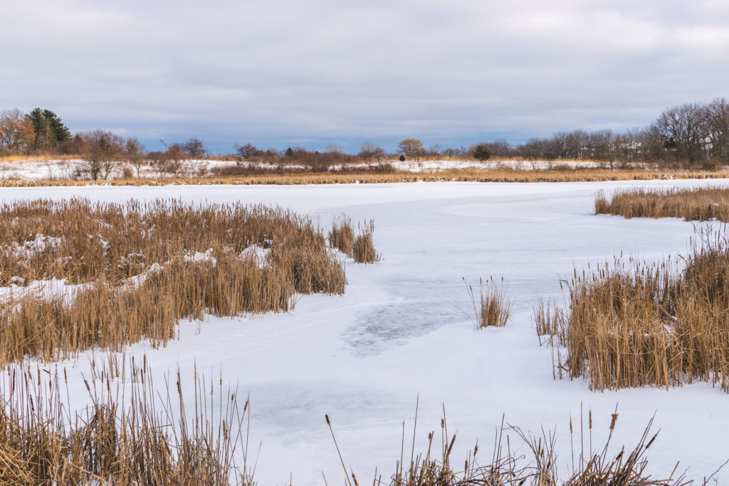 mcdonald wood forest preserve lake covered in snow