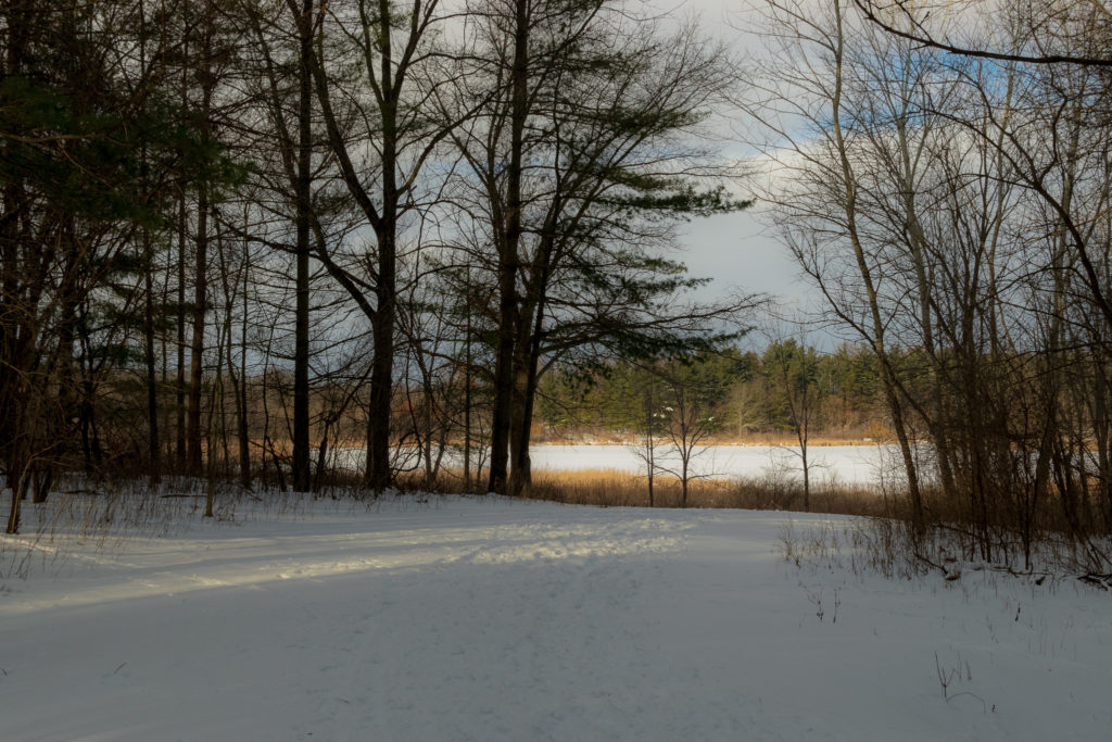 sun shining through pines at mcdonald woods