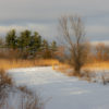 winter photography at mcdonald wood forest preserve