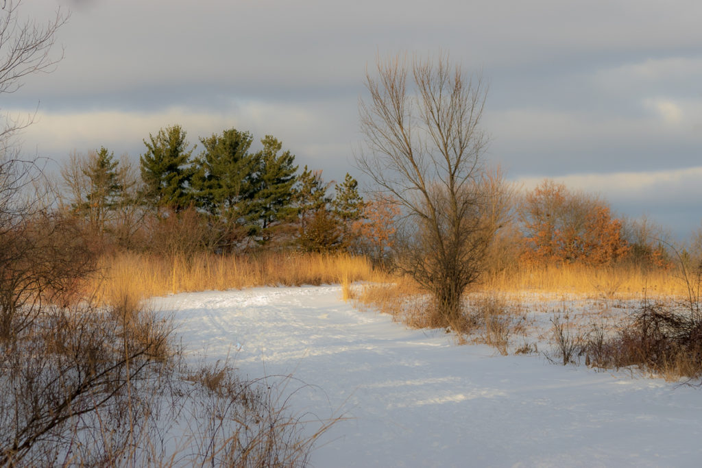 winter photography at mcdonald wood forest preserve