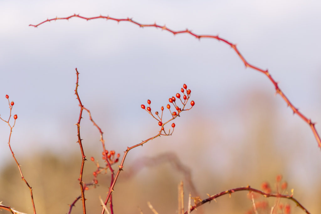 red dogwood branch