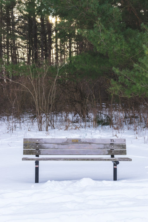 Bench in the Woods. McDonald Woods Forest Preserve. Lake Villa, IL.